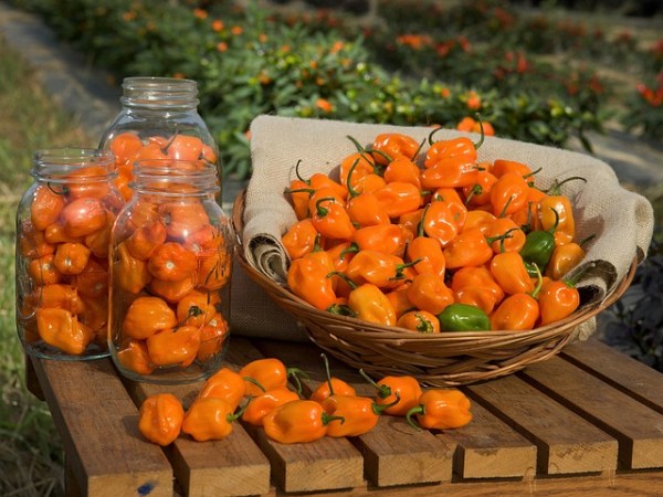 habanero-peppers-109133_640