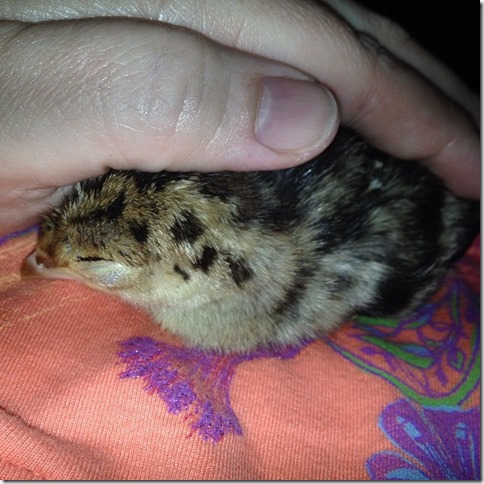 10320442_1409884385951473_8836588544036288236_n