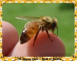 Honey Bee