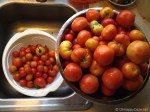 Tomato Harvest