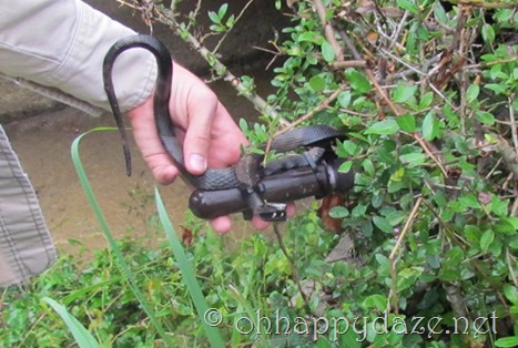 Geocaching Snake Cache