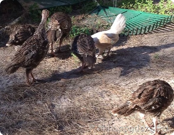 10434012_1426767177596527_4054479517814141943_n