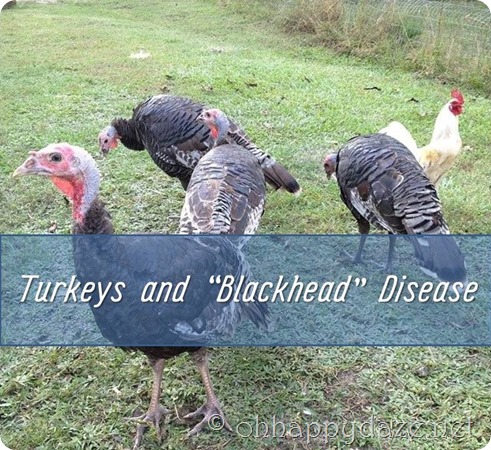 Turkeys and “Blackhead” Disease | Oh Happy Daze