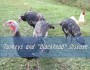 Turkeys and &ldquo;Blackhead&rdquo; Disease