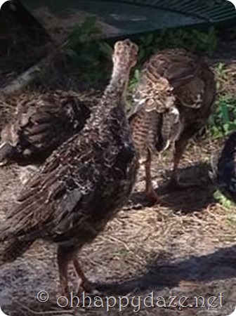 10434012_1426767177596527_4054479517814141943_n