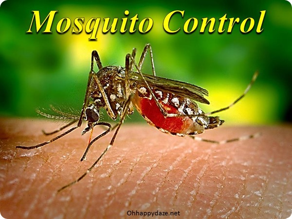 Mosquito Control
