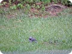 2016-05-12 baby blue jay (13)