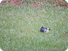 2016-05-12 baby blue jay (14)