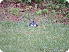 2016-05-12 baby blue jay (17)