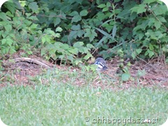 2016-05-12 baby blue jay (19)