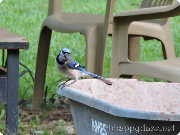 2016-05-12 baby blue jay (5)