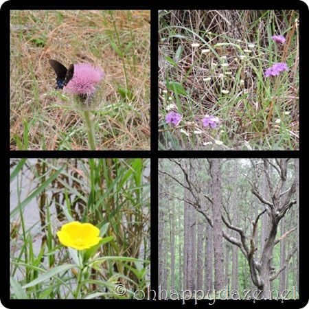 PhototasticCollage-2016-04-18-10-06-40 PhototasticCollage-2016-04-18-10-06-40