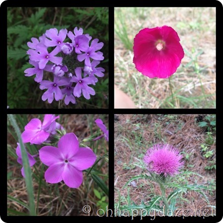 PhototasticCollage-2016-04-18-10-08-31