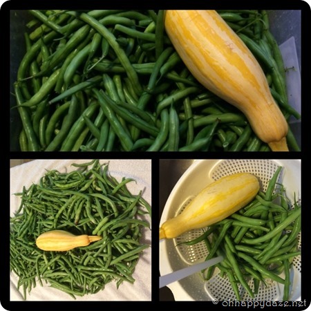 First Harvest 2016 First Harvest 2016
