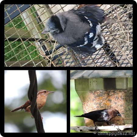 PhototasticCollage-2016-06-09-22-40-20