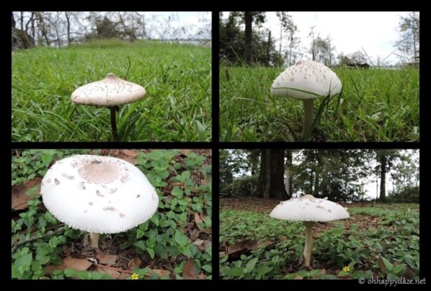 PhototasticCollage-2018-09-09-15-34-18