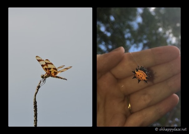 New Phototastic Collage3