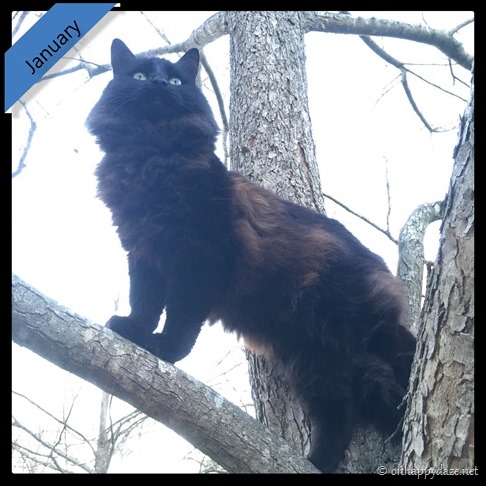 New Phototastic Collage